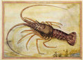 seanima2 Art A4 Photo Print