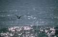 seascape bird flight Vintage A4 Photo Print