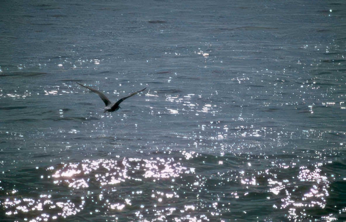 seascape bird flight Vintage A4 Photo Print