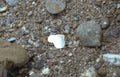 seashell beach pebbles Vintage A4 Photo Print