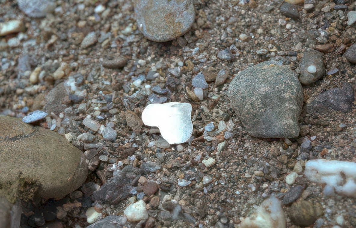 seashell beach pebbles Vintage A4 Photo Print