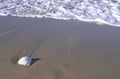 seashell beach sand 1980s 1990s A4 Photo Print