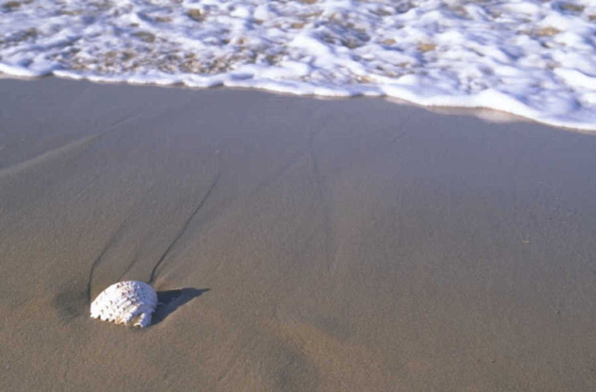 seashell beach sand 1980s 1990s A4 Photo Print