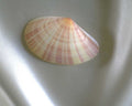 seashell clam stripes1980s 1990s A4 Photo Print