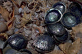 seashell collection scene 1980s 1990s A4 Photo Print