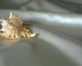 seashell conch satin1980s 1990s A4 Photo Print