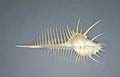 seashell spine libystine Vintage A4 Photo Print
