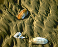 seashells beach scene1980s 1990s A4 Photo Print
