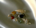 seashells stones beach1980s 1990s A4 Photo Print