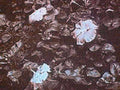 seashells wet sand1980s 1990s A4 Photo Print
