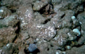 sediment sample benthic Vintage A4 Photo Print