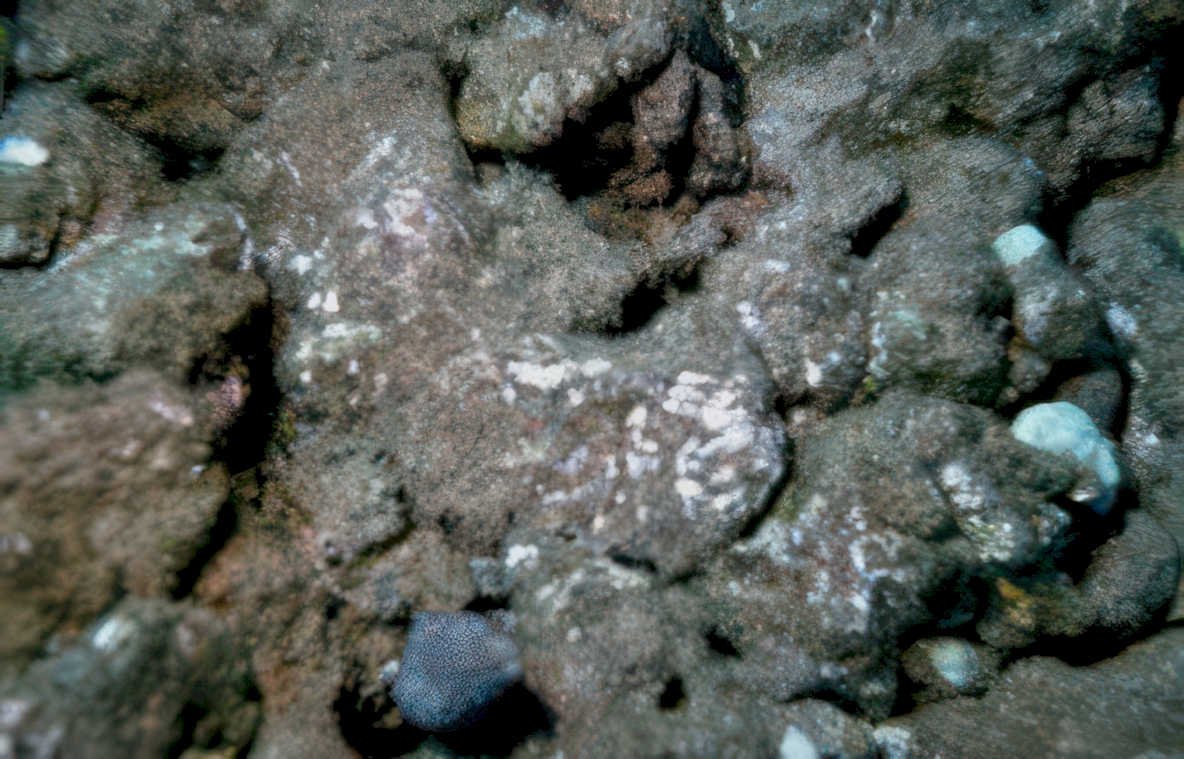 sediment sample benthic Vintage A4 Photo Print