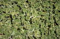 sedum acre henstoot Vintage A4 Photo Print