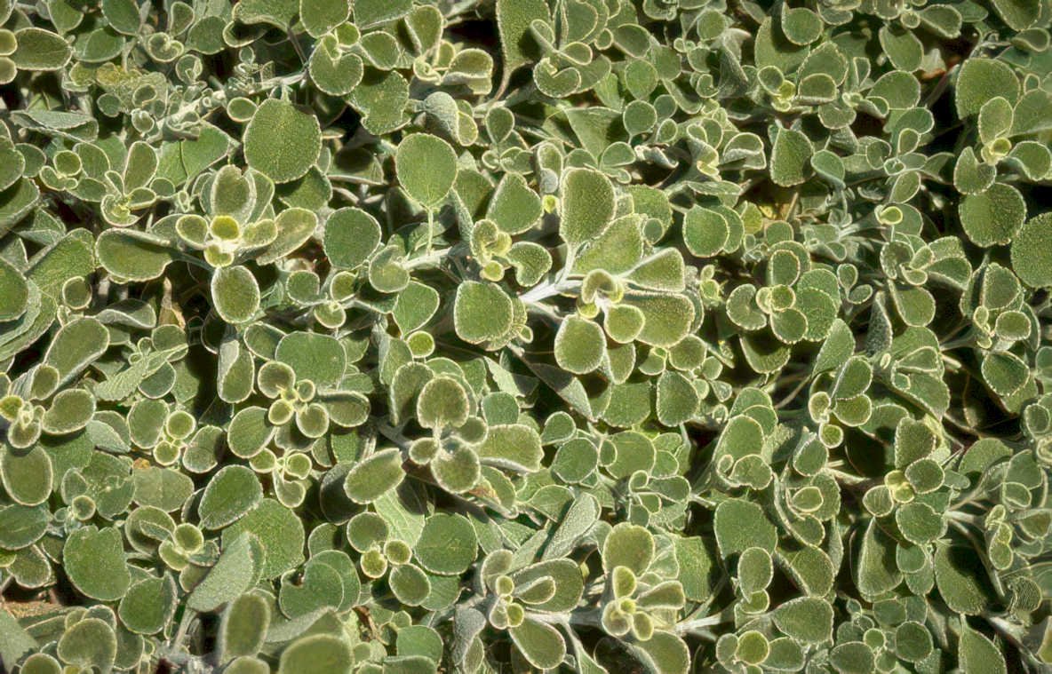 sedum acre henstoot Vintage A4 Photo Print