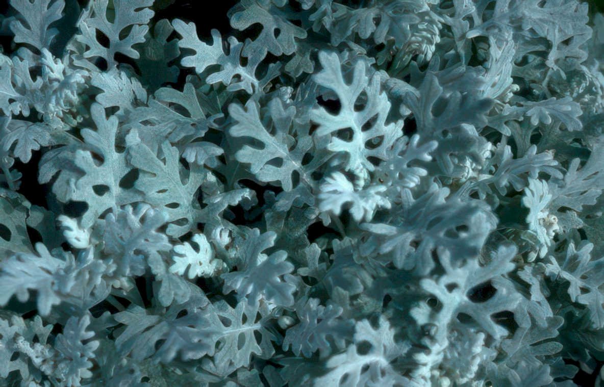 sedum album foliage