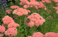 sedum butterfly bloom Vintage A4 Photo Print