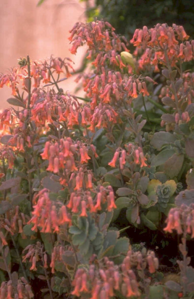sedum flower cluster 1980s 1990s A4 Photo Print