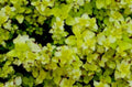 sedum gold moss1980s 1990s A4 Photo Print