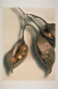 seed pods hura 1980s 1990s A4 Photo Print
