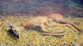 segant Dead Deer Art A4 Photo Print