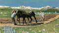 segant Ploughing Art A4 Photo Print