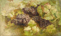 segant Still Life with Grapes Art A4 Photo Print