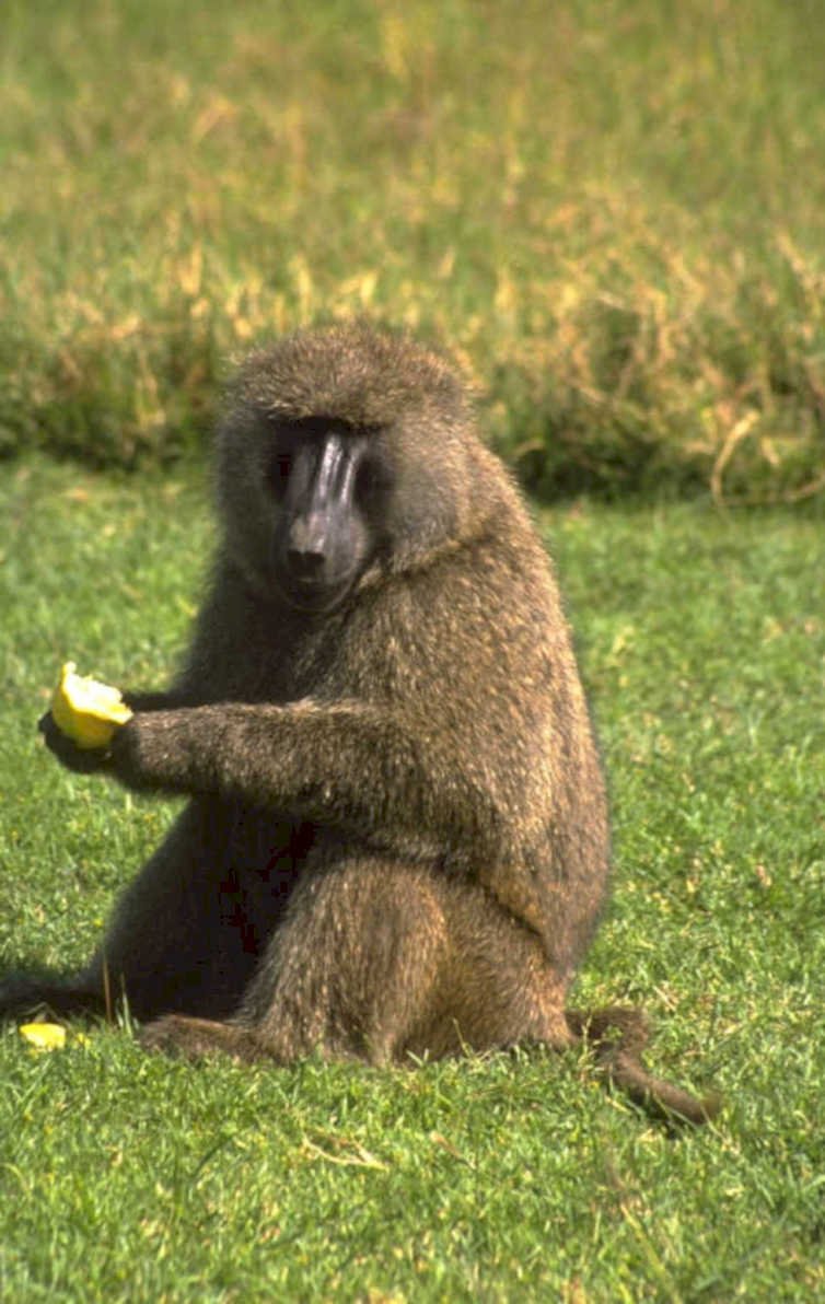 senegal baboon banana 1980s 1990s A4 Photo Print