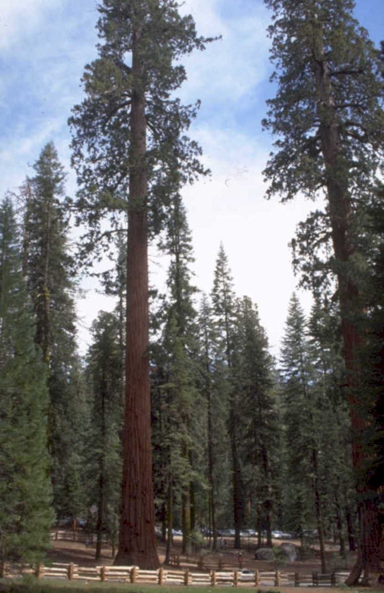 sequoia grove 1998 1980s 1990s A4 Photo Print