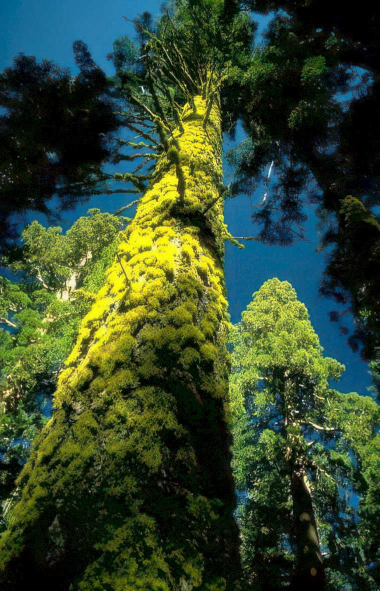 sequoia lichen sky Vintage A4 Photo Print