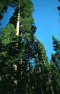 sequoia redwood trees Vintage A4 Photo Print