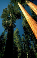 sequoia trees yosemite Vintage A4 Photo Print