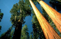 sequoia yosemite sky Vintage A4 Photo Print