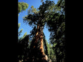 sequoia yosemite tree1980s 1990s A4 Photo Print
