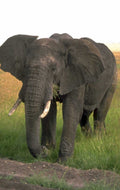 serengeti elephant grass 1980s 1990s A4 Photo Print