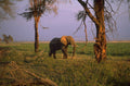 serengeti elephant water 1980s 1990s A4 Photo Print