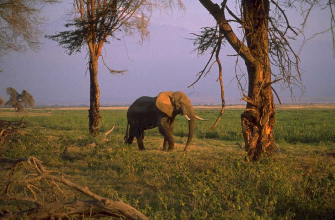 serengeti elephant water 1980s 1990s A4 Photo Print
