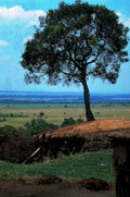 serengeti savanna tree1980s 1990s A4 Photo Print