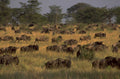 serengeti wildebeest migration 1980s 1990s A4 Photo Print