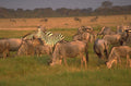 serengeti wildebeest zebra 1980s 1990s A4 Photo Print