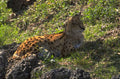 serval cat serengeti 1980s 1990s A4 Photo Print