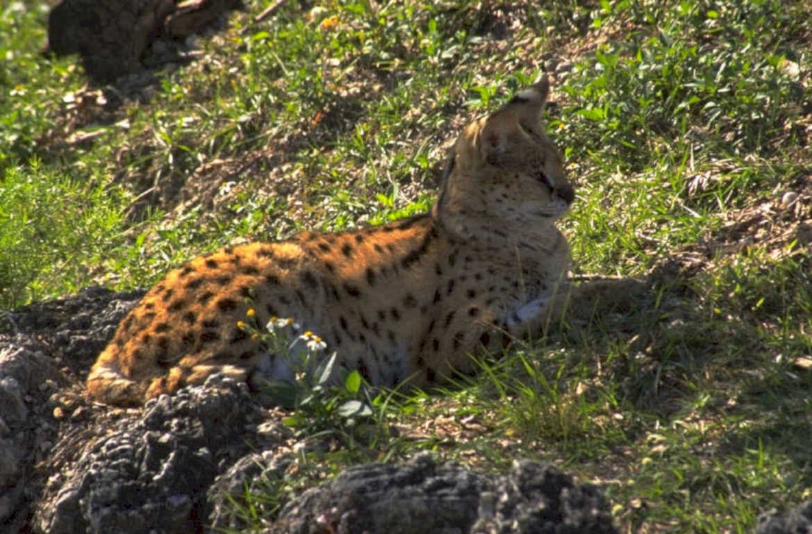 serval cat serengeti 1980s 1990s A4 Photo Print