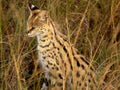 serval cat serengeti1980s 1990s A4 Photo Print