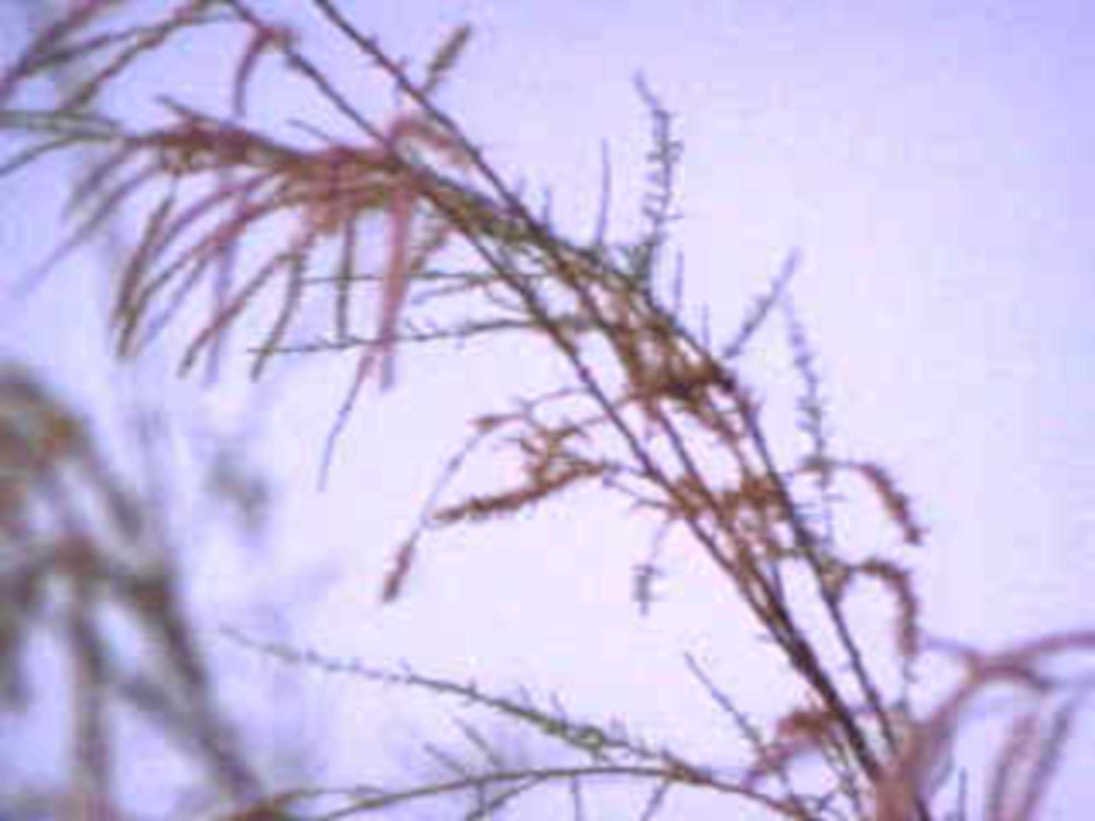sesame seed heads1980s 1990s A4 Photo Print