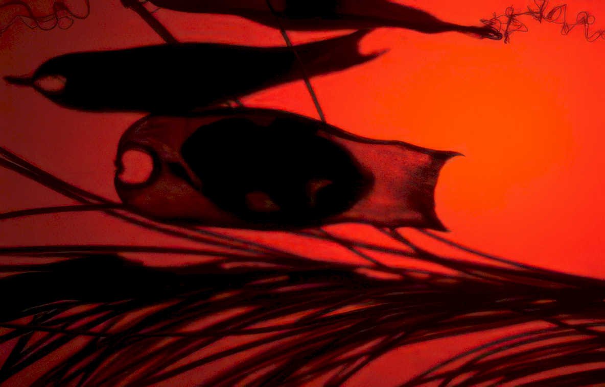 shadow bird sunset Vintage A4 Photo Print