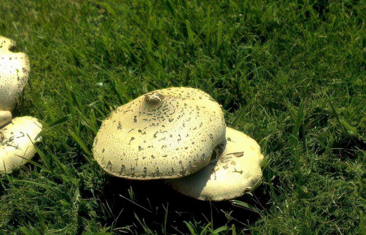 shaggy mane mushrooms Vintage A4 Photo Print