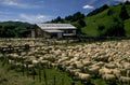 sheep barn paeroa 1980s 1990s A4 Photo Print