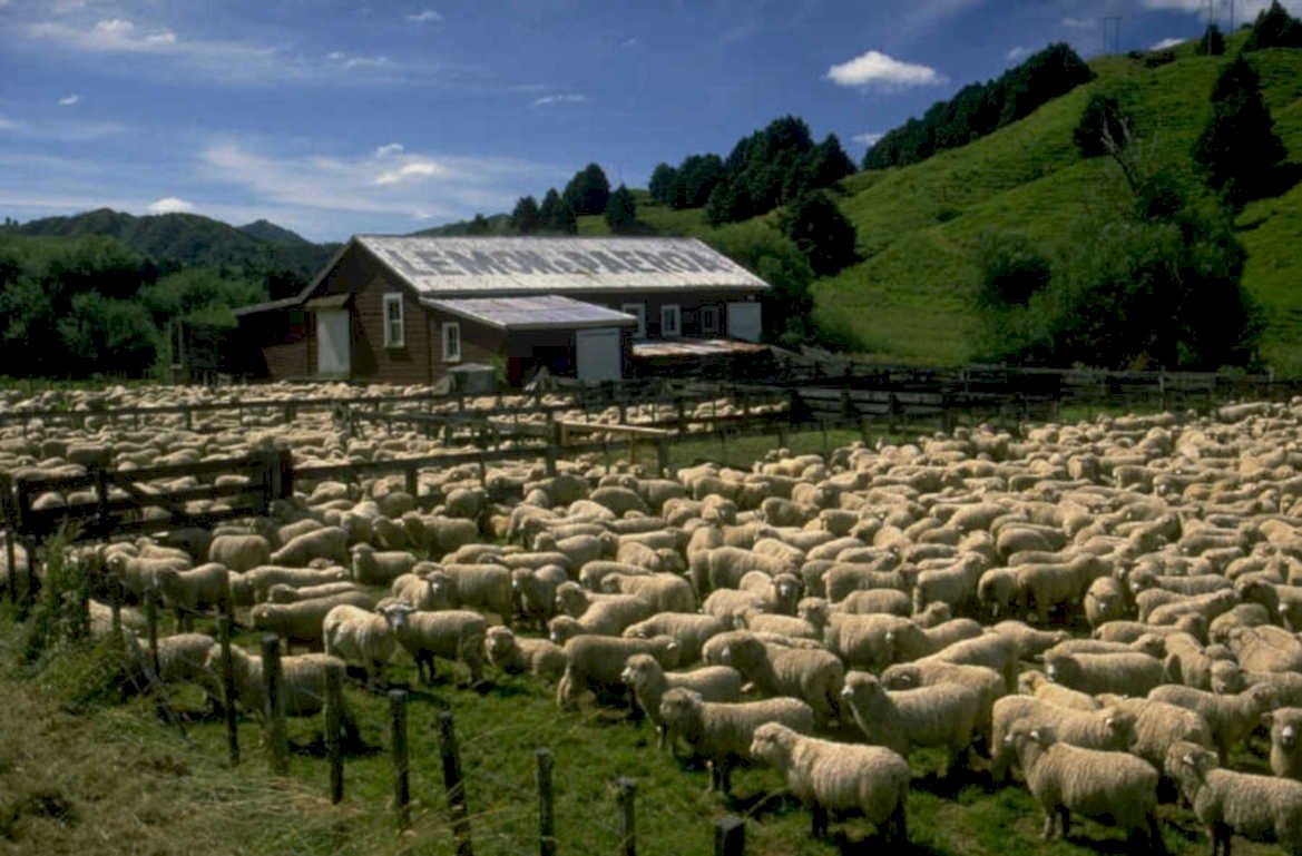 sheep barn paeroa 1980s 1990s A4 Photo Print