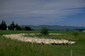 sheep farm hills 1980s 1990s A4 Photo Print