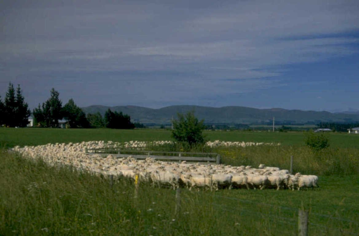 sheep farm hills 1980s 1990s A4 Photo Print