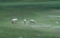 sheep herd alps Vintage A4 Photo Print